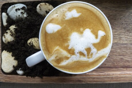 The next dairy alternative: camel milk latte anyone? The next dairy alternative: camel milk latte anyone?