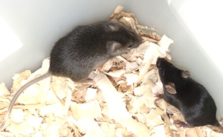 Milestone as mouse with two fathers reaches adulthood