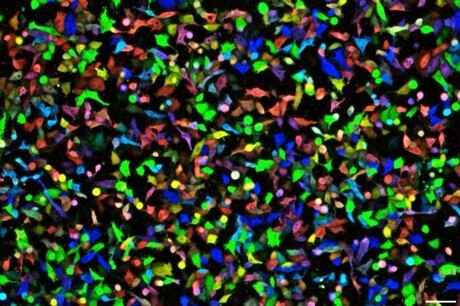 Colour palette expands for bioluminescent cell imaging