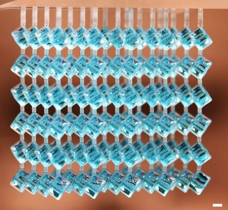 Novel fluidic processor offers switchable capture and release Novel fluidic processor offers switchable capture and release