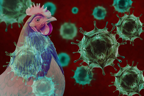 Bird flu detected at Victorian poultry farm