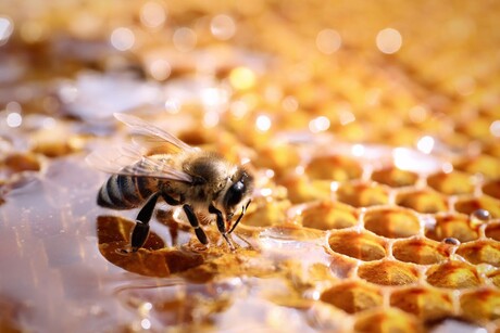 National survey launched to tackle Varroa mite threat to honey bees