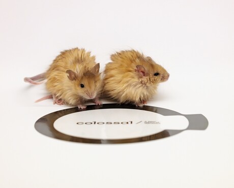 &#39;Woolly mouse&#39; created on the quest to bring back the mammoth