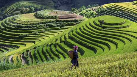 The impact of global warming on food security