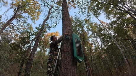 AI-driven early detection tool to combat bushfires in ANZ