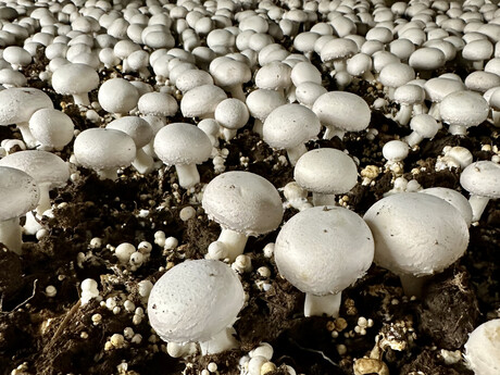 Call for comment on mushroom chitosan as a preservative