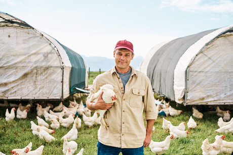 ABARES to conduct chicken meat industry review