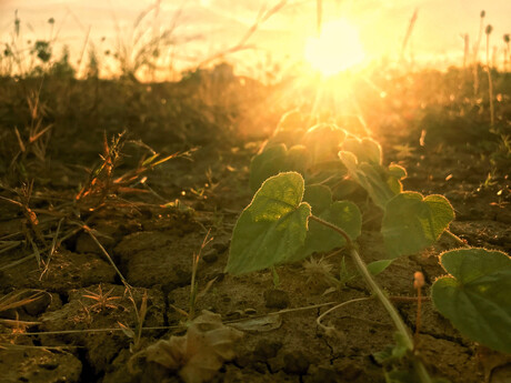 How light helps plants survive in harsh environments