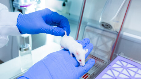 Testing more antibodies with fewer lab mice