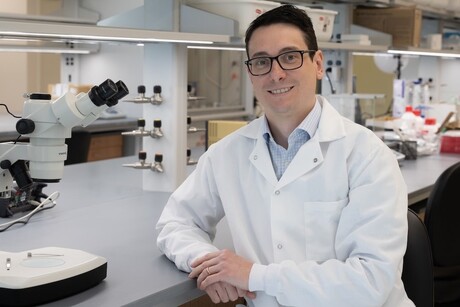 Enhancing stability in bioelectronic materials for computing