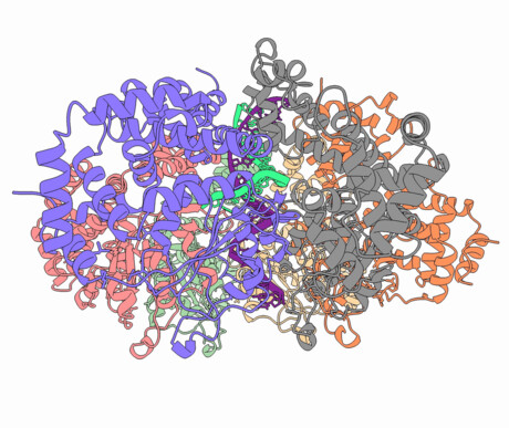 &#39;Molecular movie&#39; reveals DNA&#39;s unzipping mechanism