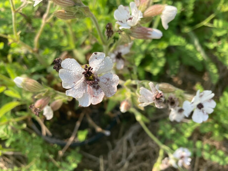Why are young plants more vulnerable to disease? Why are young plants more vulnerable to disease?