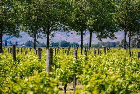 New Zealand wine industry’s report shows commitment to sustainability New Zealand wine industry’s report shows commitment to sustainability