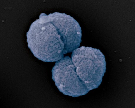 Novel antibiotic activates &#39;suicide&#39; mechanism in superbug