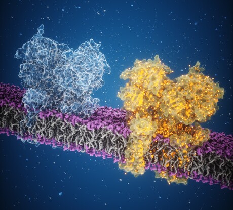 Capturing a major signalling molecule with cryo-EM