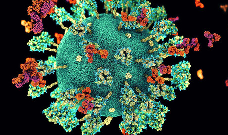 Breakthrough drug prevents long COVID symptoms in mice