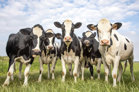 Testing a healthier, less gassy cattle feed Testing a healthier, less gassy cattle feed