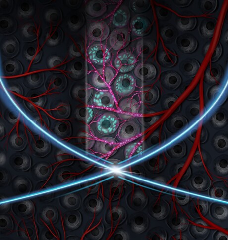 Ultrasound reveals capillaries and cells in living organs