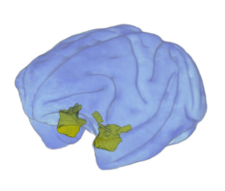 How does the brain evaluate rewards?