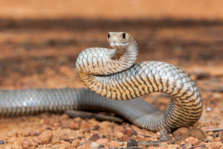 Newly created antivenom protects against 19 deadly snakes