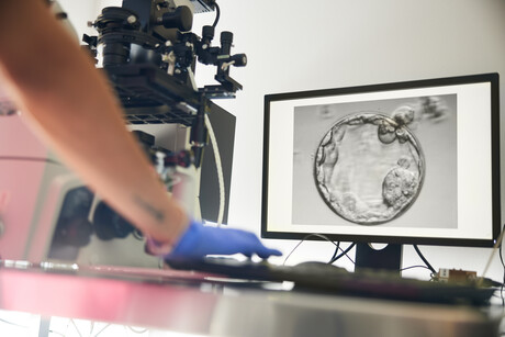 Improving success rates: lactic acid in IVF Improving success rates: lactic acid in IVF