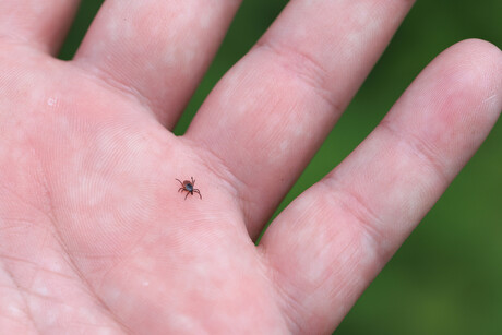 More effective antibiotic found for Lyme disease More effective antibiotic found for Lyme disease