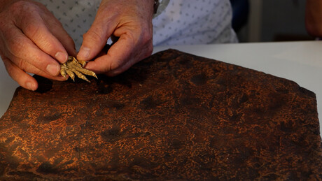 Reptiles originated 35 million years earlier than we thought