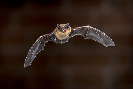 Organoid platform enables closer study of bat-borne viruses