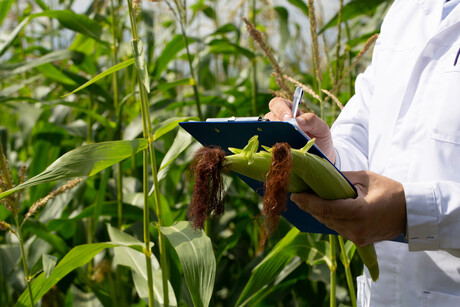 FSANZ approves updated GM food definitions