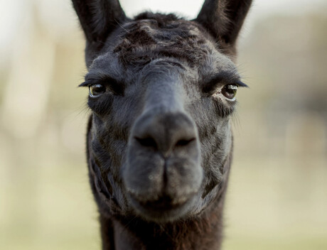 Llama antibodies open door to future coronavirus protection