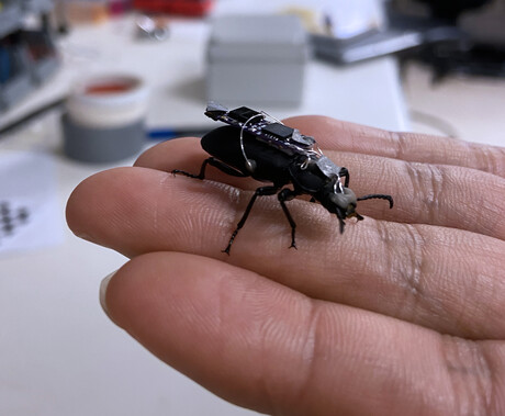 Australian researchers create &#39;cyborg&#39; beetles