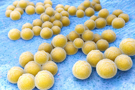 Real-time sequencing helps combat golden staph infections