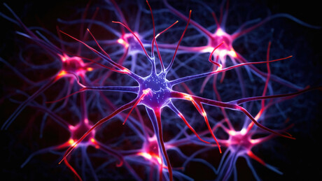 Epilepsy disease model treated in a laboratory dish