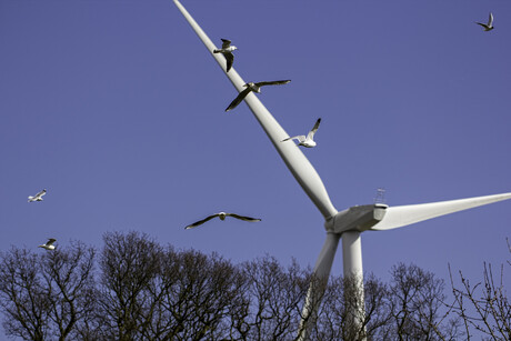 Wind energy study to protect wildlife from collisions