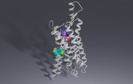 Novel drug candidates found for nerve pain and ischemic disease