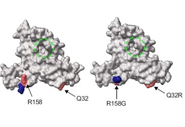 'Directed evolution' used to design molecules in mammal cells 'Directed evolution' used to design molecules in mammal cells