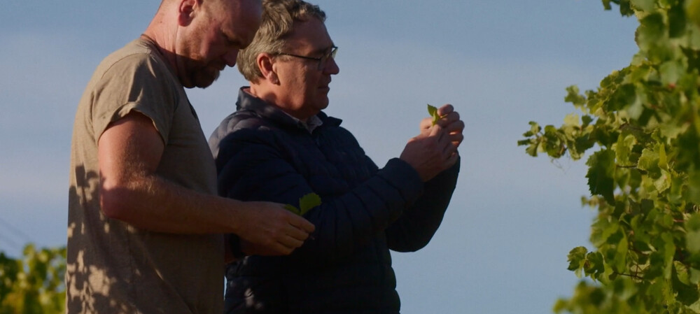 Sequencing tech could transform NZ viticulture