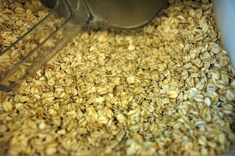 Low-oil oat grain breeding to aid industry growth: study