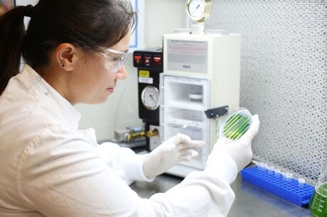 Algae unlocks a more ethical way to grow cells