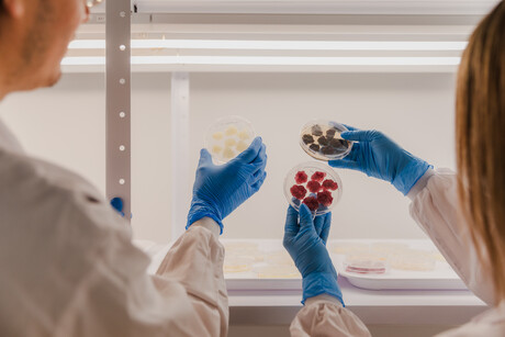 Novella and Metaphor Foods unite to commercialise cell-based natural preservatives Novella and Metaphor Foods unite to commercialise cell-based natural preservatives