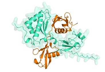 How cells repair toxic DNA damage How cells repair toxic DNA damage