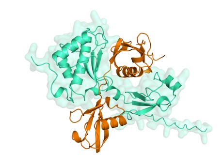 How cells repair toxic DNA damage