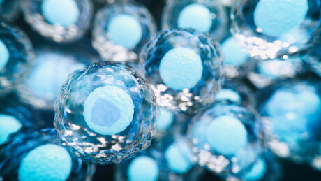 How brain stem cells move between resting and active states