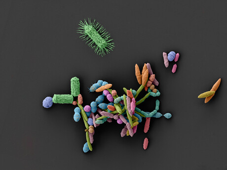 Even non-antibiotics can disrupt the microbiome