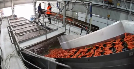 Large carrot grower and packer values collaborative approach Large carrot grower and packer values collaborative approach
