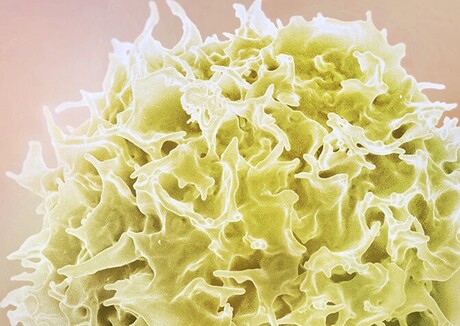 HIV drugs suppress transmission of a different viral infection