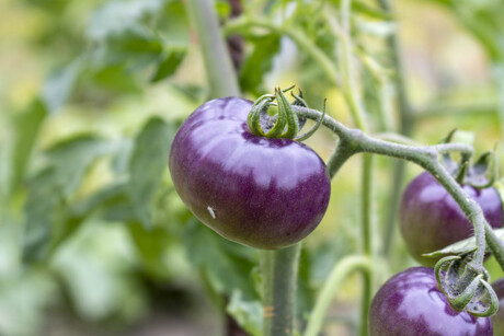 Call for comment on GM purple tomato