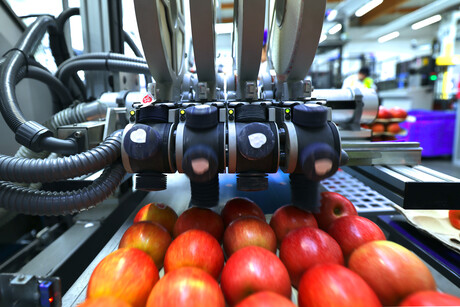 Compostable fruit labels provide path to sustainable packaging