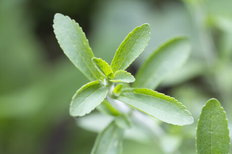 Stevia leaf extract has potential as an anticancer treatment