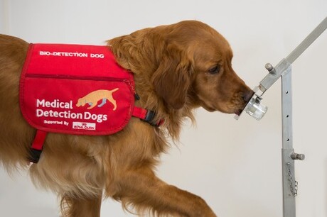 Dogs can detect Parkinson&#39;s disease by odour